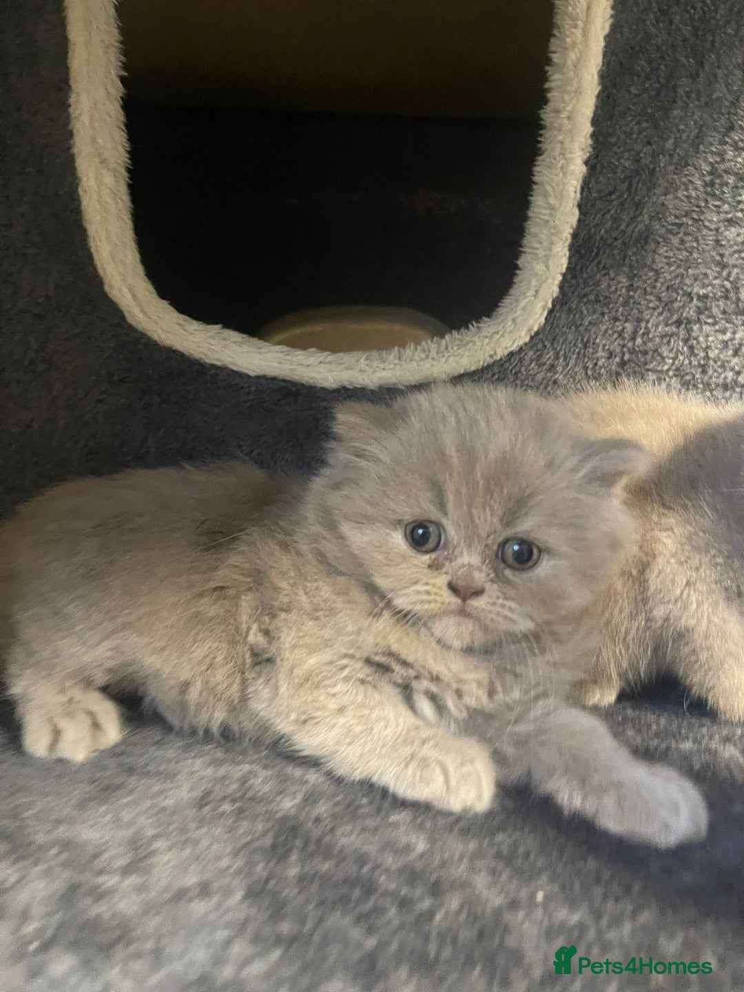British Shorthair cats for sale: Purebred  British Shorthair Kittens - Advert 33