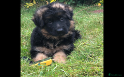 German Shepherd dogs for sale: Beautiful chunky long haired black, tan & red pups - Image 15