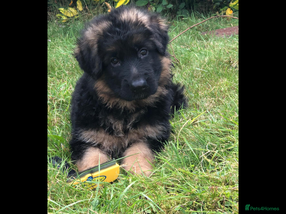 German Shepherd dogs for sale: Beautiful chunky long haired black, tan & red pups - Image 15