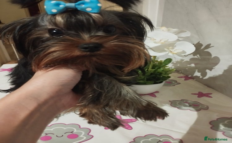 Yorkshire Terrier dogs in Leeds - Advert 4