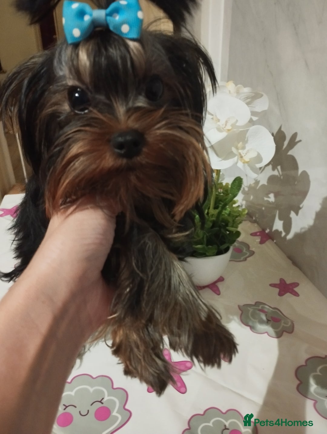 Yorkshire Terrier dogs for sale: 💝💝💝Both sides many champions 💝💝💝 in Leeds - Image 1