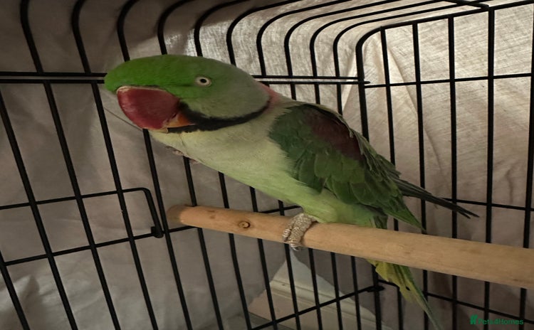 Parakeets birds - Advert 2