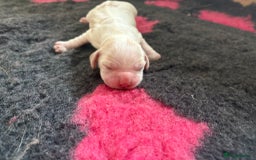 Cocker Spaniel dogs for sale: Cocker Spaniel Puppies - Image 13