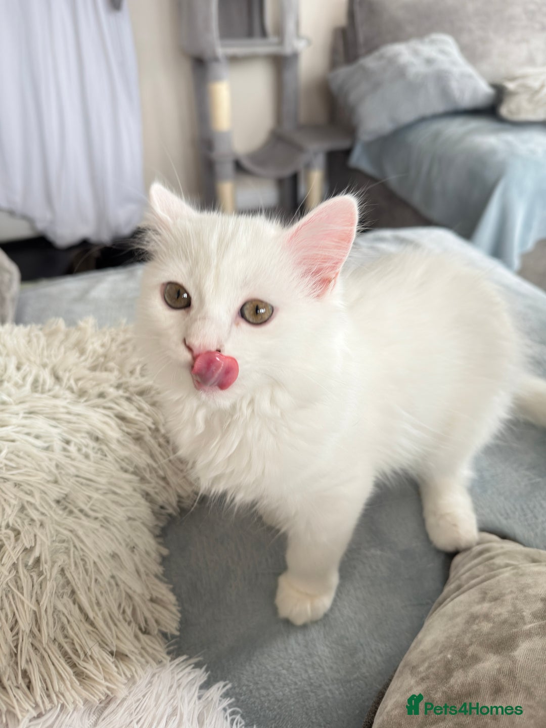 Persian cats for sale: Loving Persian x Maine Coon Kittens Indoors only - Image 3