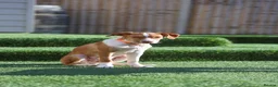 Mixed Breed dogs for adoption: Loyal by name - Loyal in nature - Advert 10