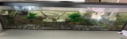 Other/Mixed Breed fish for sale:  Tropical Fish Tank with Fish & Accessories - Advert 1