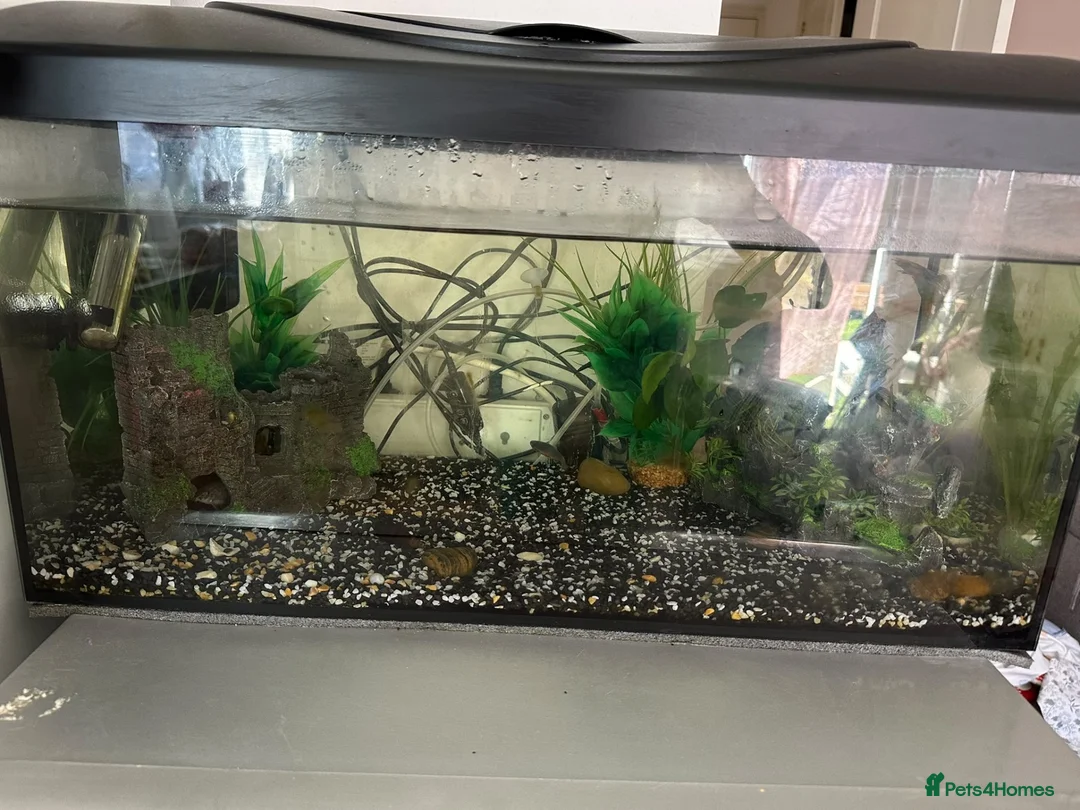 Other/Mixed Breed fish for sale:  Tropical Fish Tank with Fish & Accessories - Advert 1