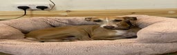 Italian Greyhound dogs for sale: 🐾Exceptional litter of KC Italian Greyhounds 🐾 - Advert 29