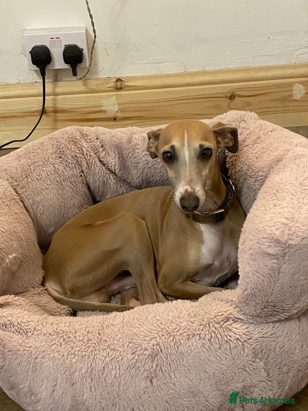 Italian Greyhound dogs for sale: 🐾Exceptional litter of KC Italian Greyhounds 🐾 - Advert 29
