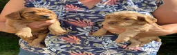 Cocker Spaniel dogs for sale: Golden Working Cocker Spaniel Puppies  - Advert 8
