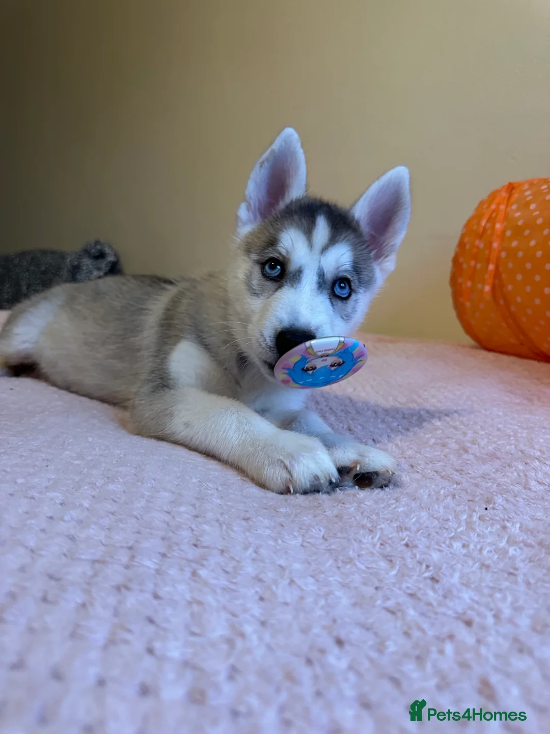 Siberian Husky dogs for sale: ✨ Siberian Huskies puppies ✨ - Advert 13