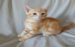 Mixed Breed cats for sale: READY NOW 4 male kittens looking for forever homes - Image 10