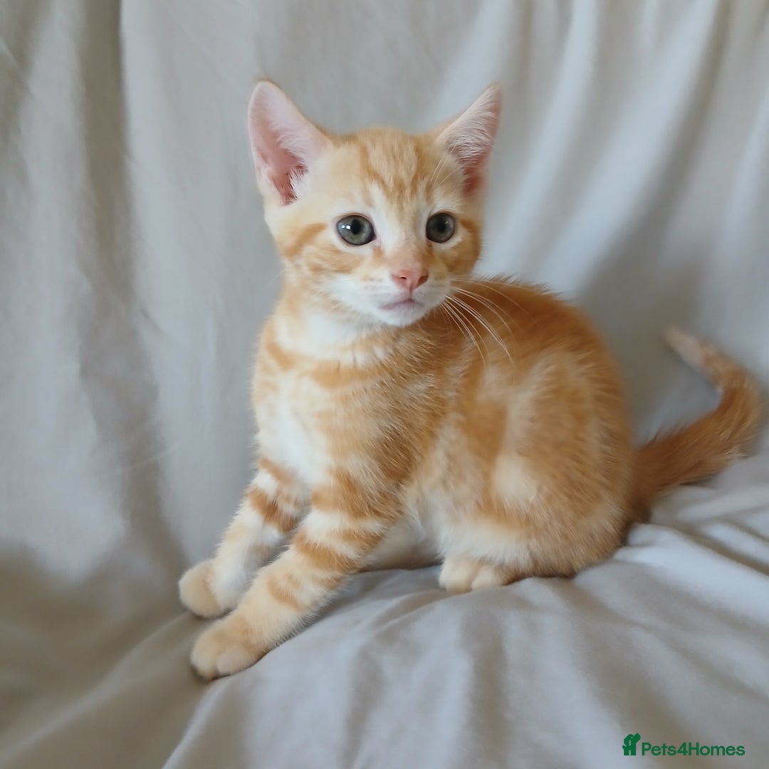 Mixed Breed cats for sale: READY NOW 4 male kittens looking for forever homes - Image 10
