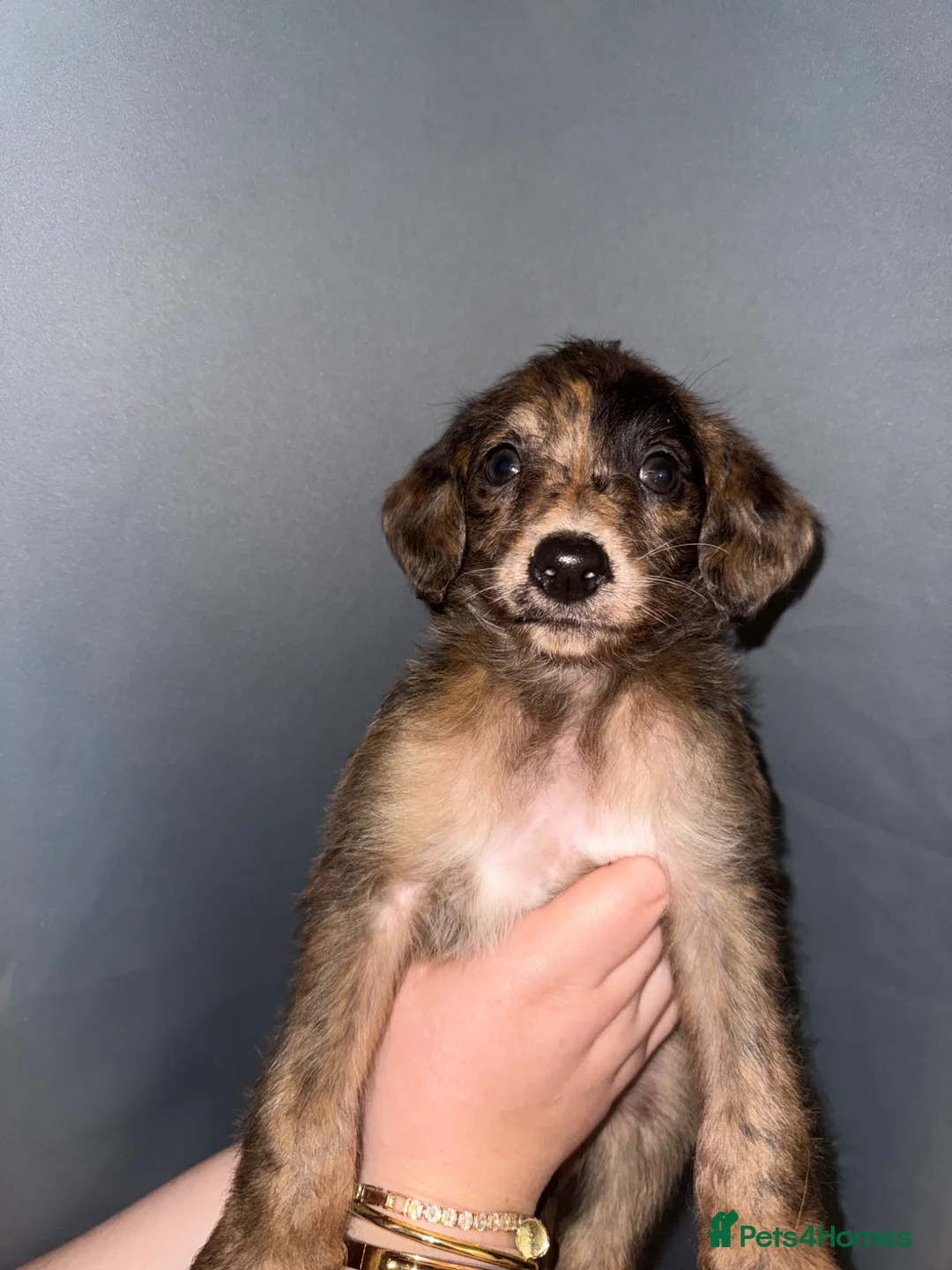 Mixed Breed dogs for sale: F1 Toy poodle / whippet  - Advert 2