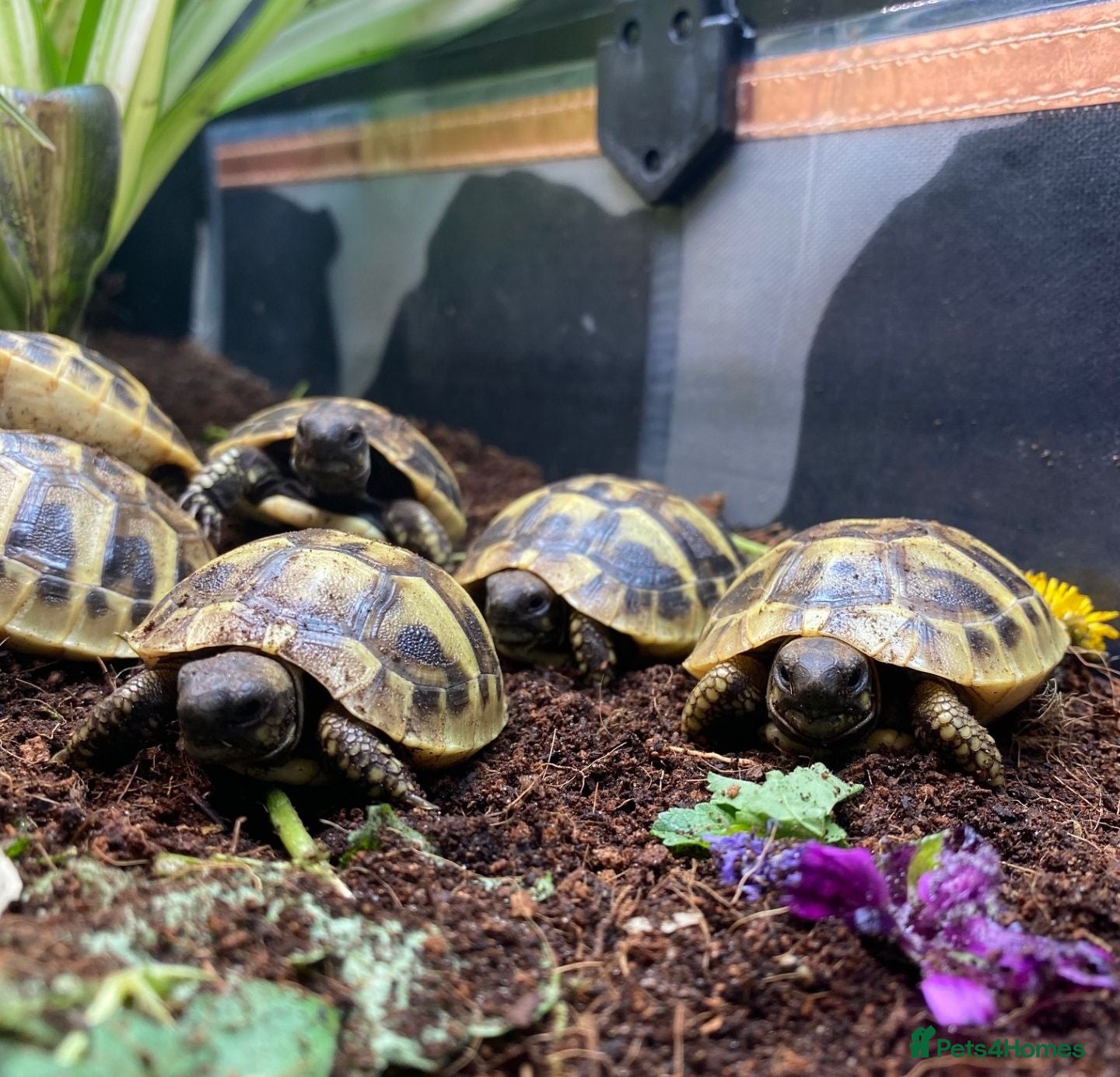 Tortoise reptiles Hermanns Tortoise Hatchlings - Advert 1
