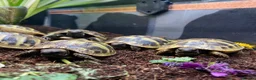 Tortoise reptiles for sale: Hermanns Tortoise Hatchlings - Advert 1