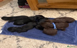 Sprocker dogs for sale: F1 Beautiful Sprocker Spaniel pups ❤️ - Advert 5