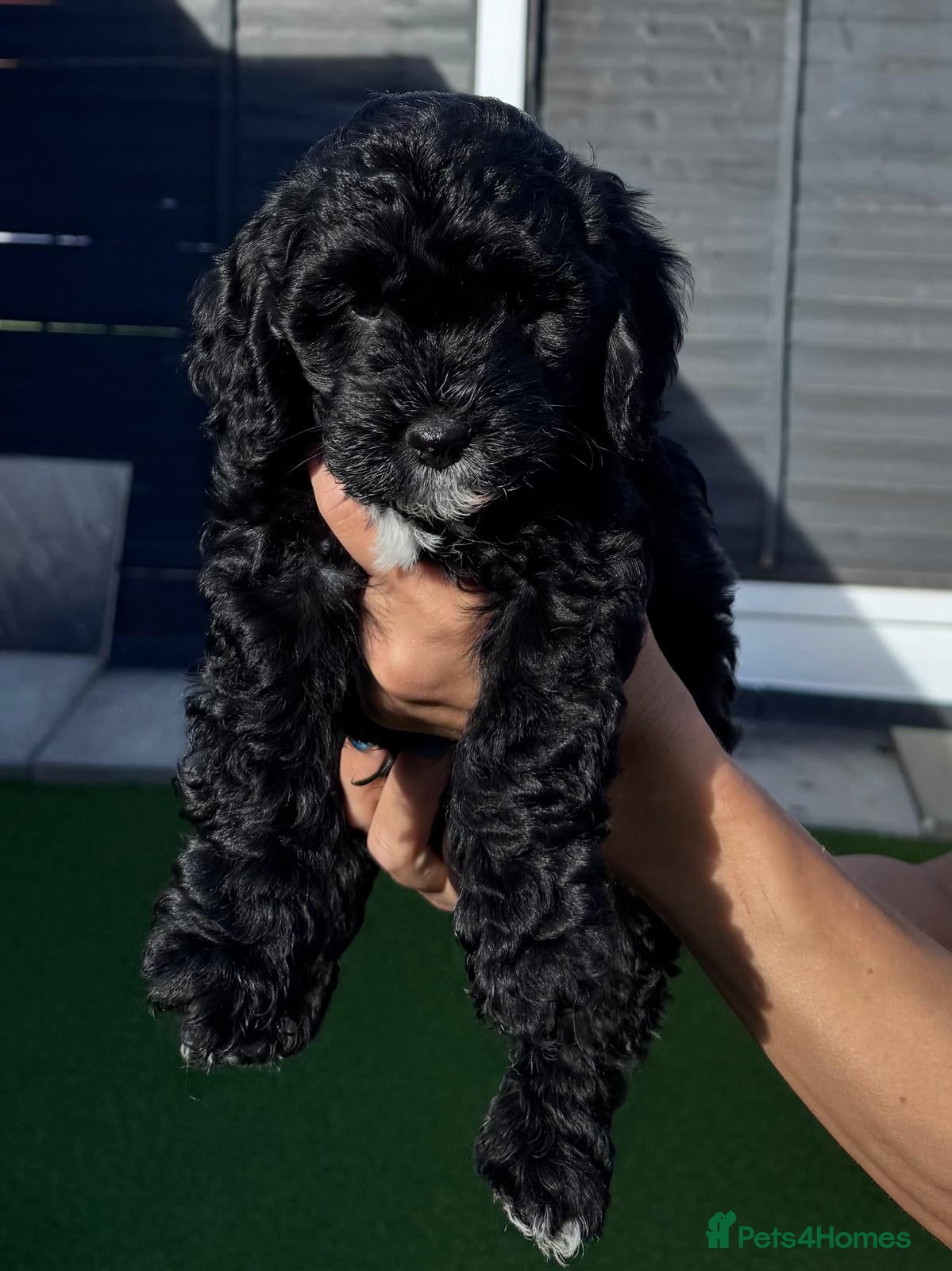 Cockapoo dogs beautiful F2 cockapoo puppies  - Advert 2