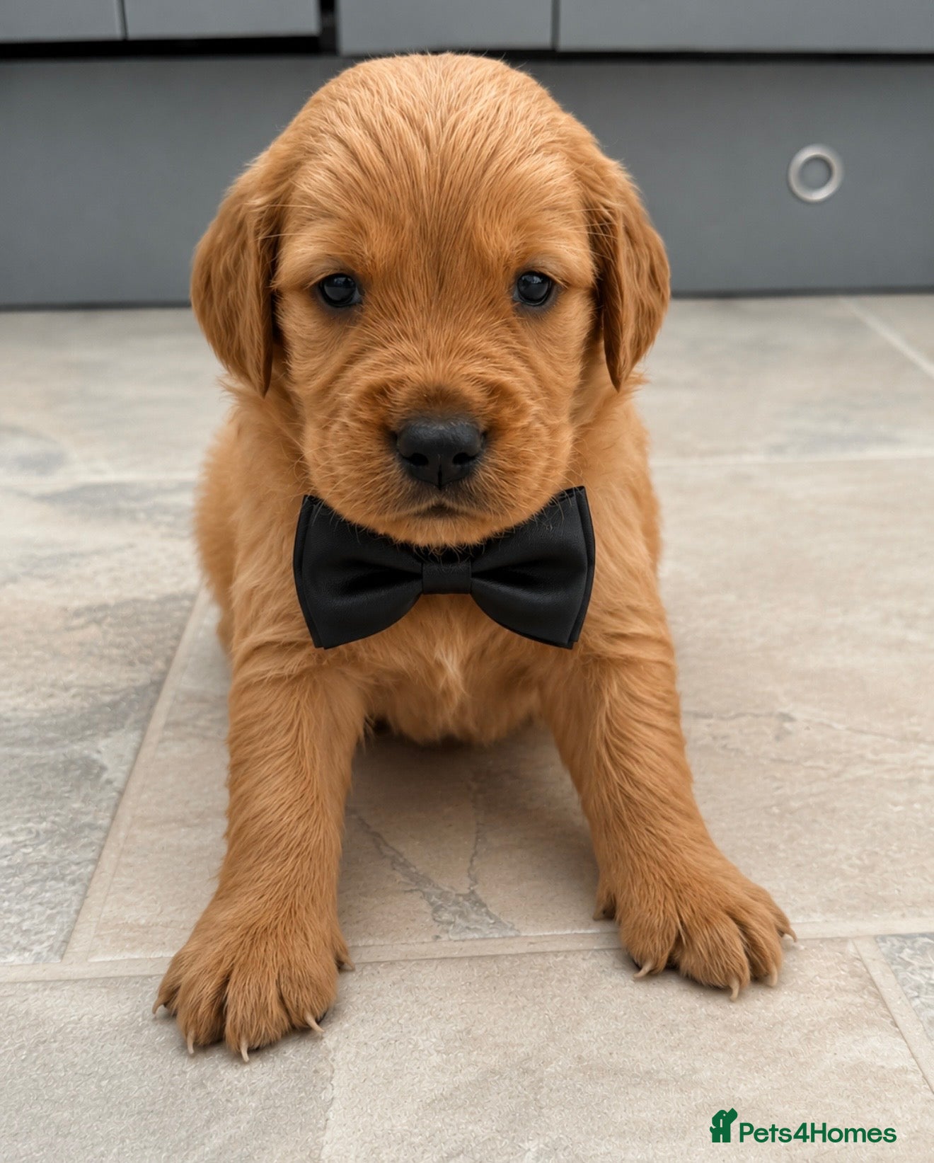 Golden Retriever dogs KC Dark Golden Retrievers 🧬 Health Tested Parents - Advert 2