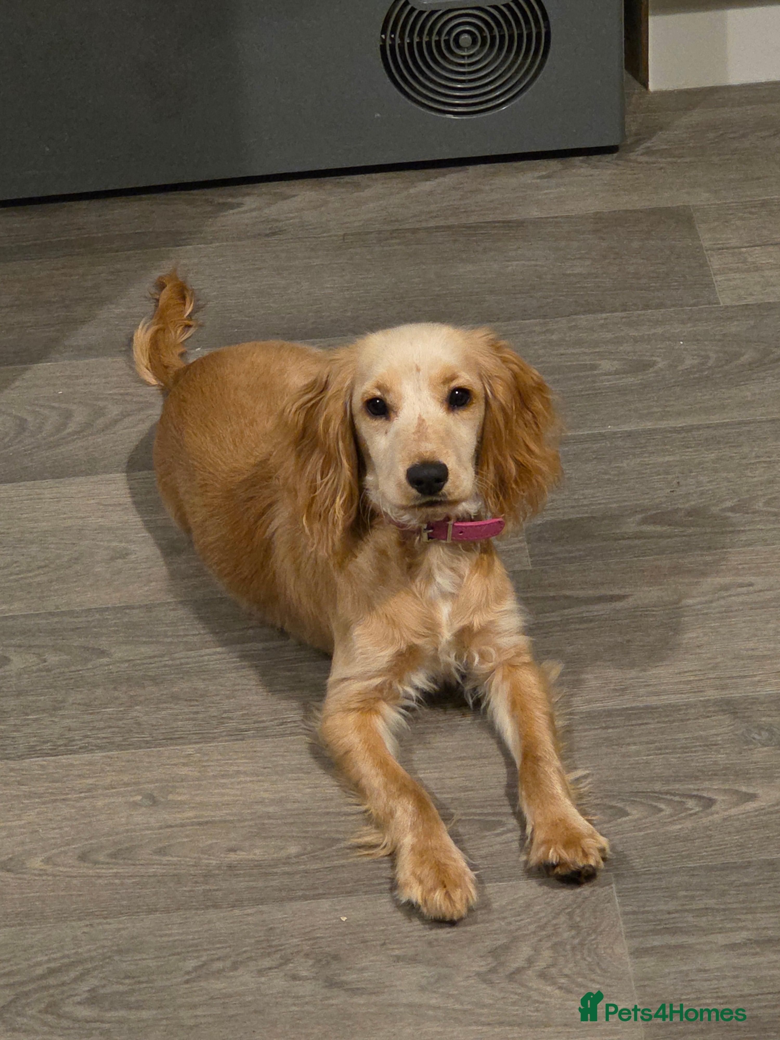 Cocker Spaniel dogs 6 month old spaniel - Advert 1