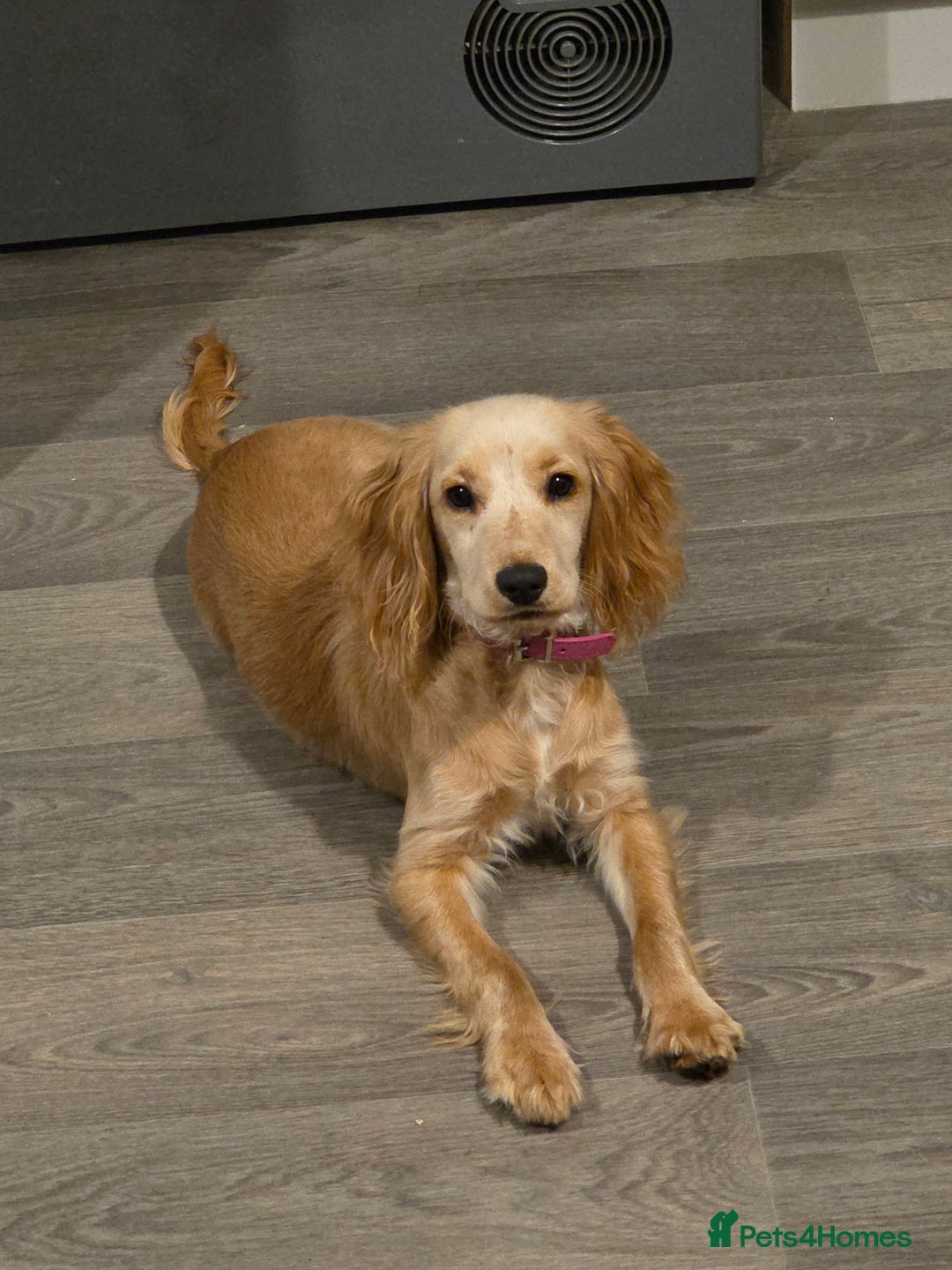 Cocker Spaniel dogs for sale: 6 month old spaniel - Advert 1