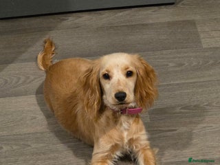 Cocker Spaniel dogs 6 month old spaniel - Advert 18