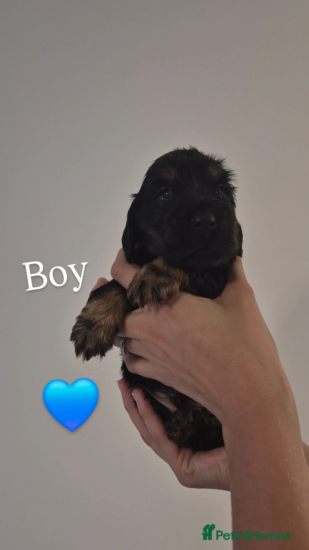 Cocker Spaniel dogs for sale: Kc show cocker spaniel puppies - Image 8