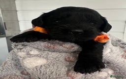 Cockapoo dogs for sale: Stunning cockapoo ready 21 December  - Advert 11