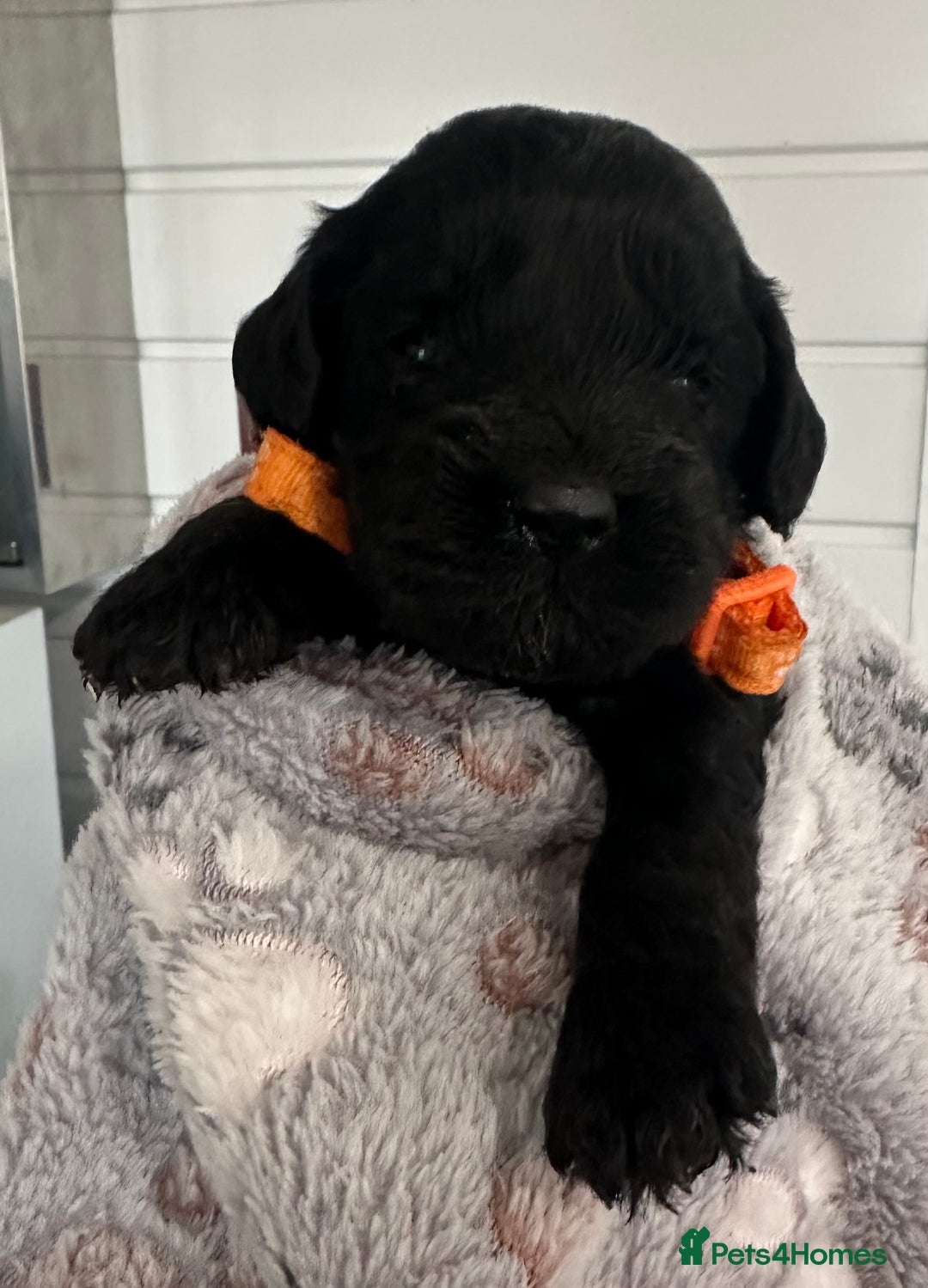 Cockapoo dogs for sale: Stunning cockapoo ready 21 December  - Advert 11