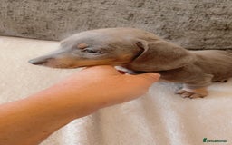 Dachshund dogs for sale: Dachshund puppies sausage dogs  - Image 7