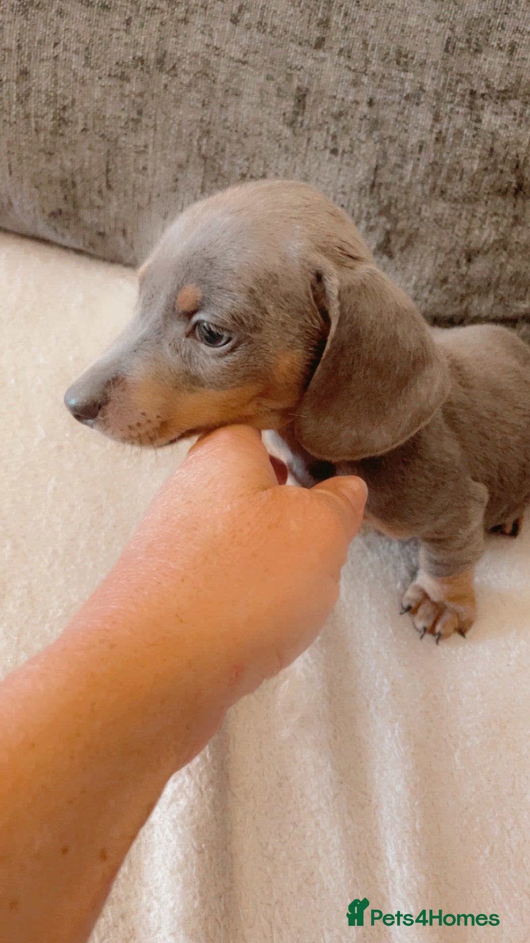 Dachshund dogs for sale: Dachshund puppies sausage dogs  - Image 7
