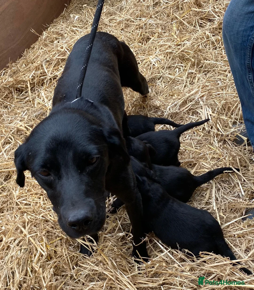 Cockerdor dogs for sale: Cockerdor / Cockador Puppies - Advert 5