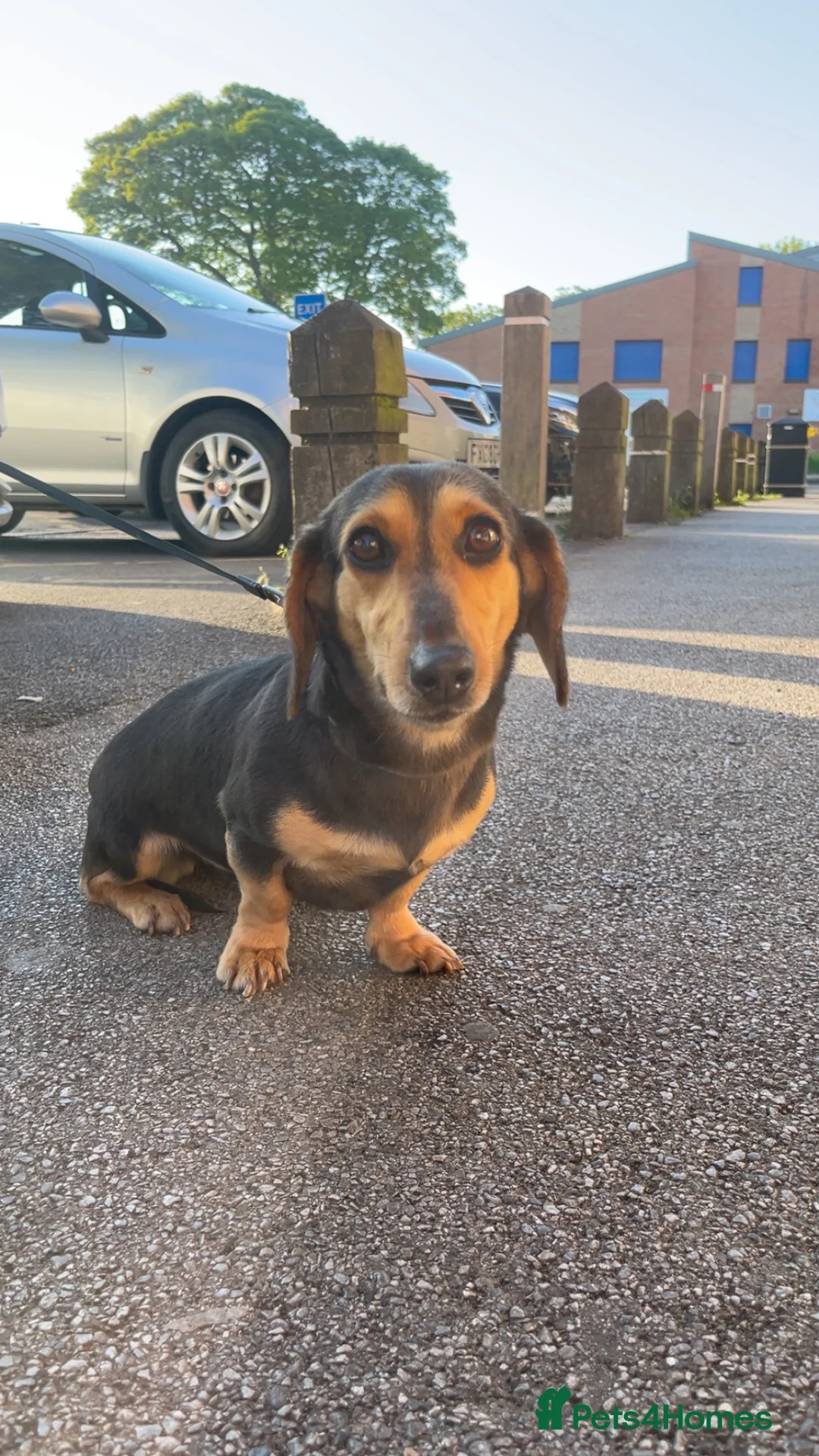 Miniature Dachshund dogs for sale: Miniature long haired Dachshund  - Advert 9