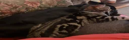 Bengal cats for sale: Bengal X kittens both parents owned by seller - Advert 10