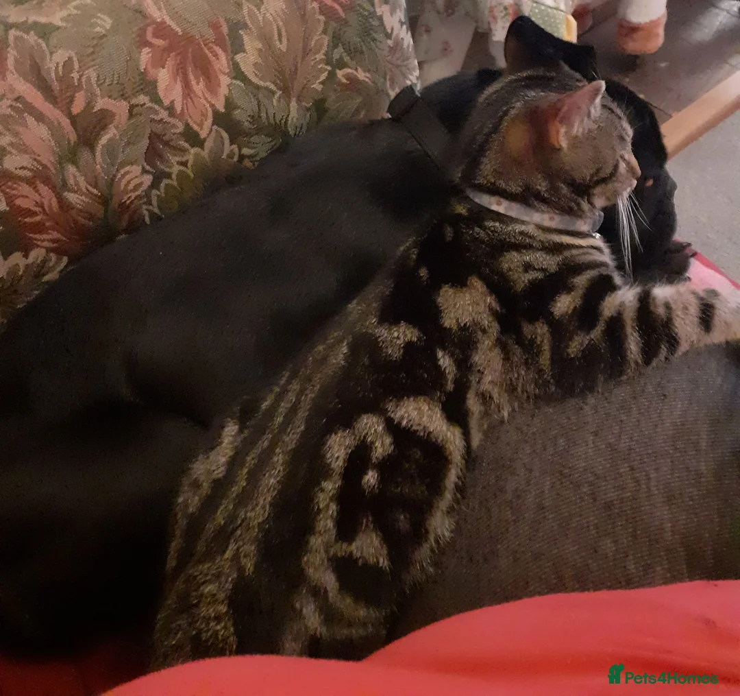 Bengal cats for sale: Bengal X kittens both parents owned by seller - Advert 10