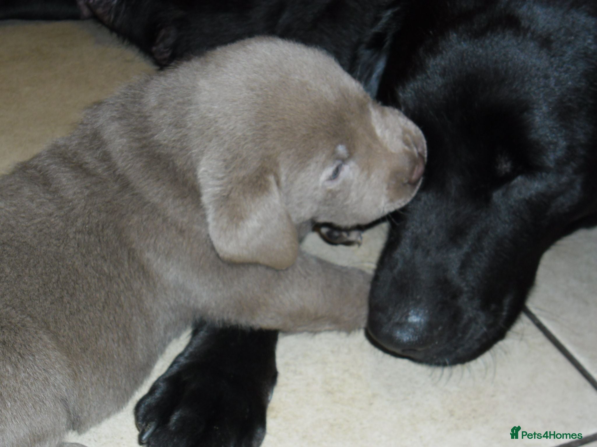 Labrador Retriever dogs 7 BEAUTIFUL FRIENDLY PUPPIES FOR SALE  - Advert 1