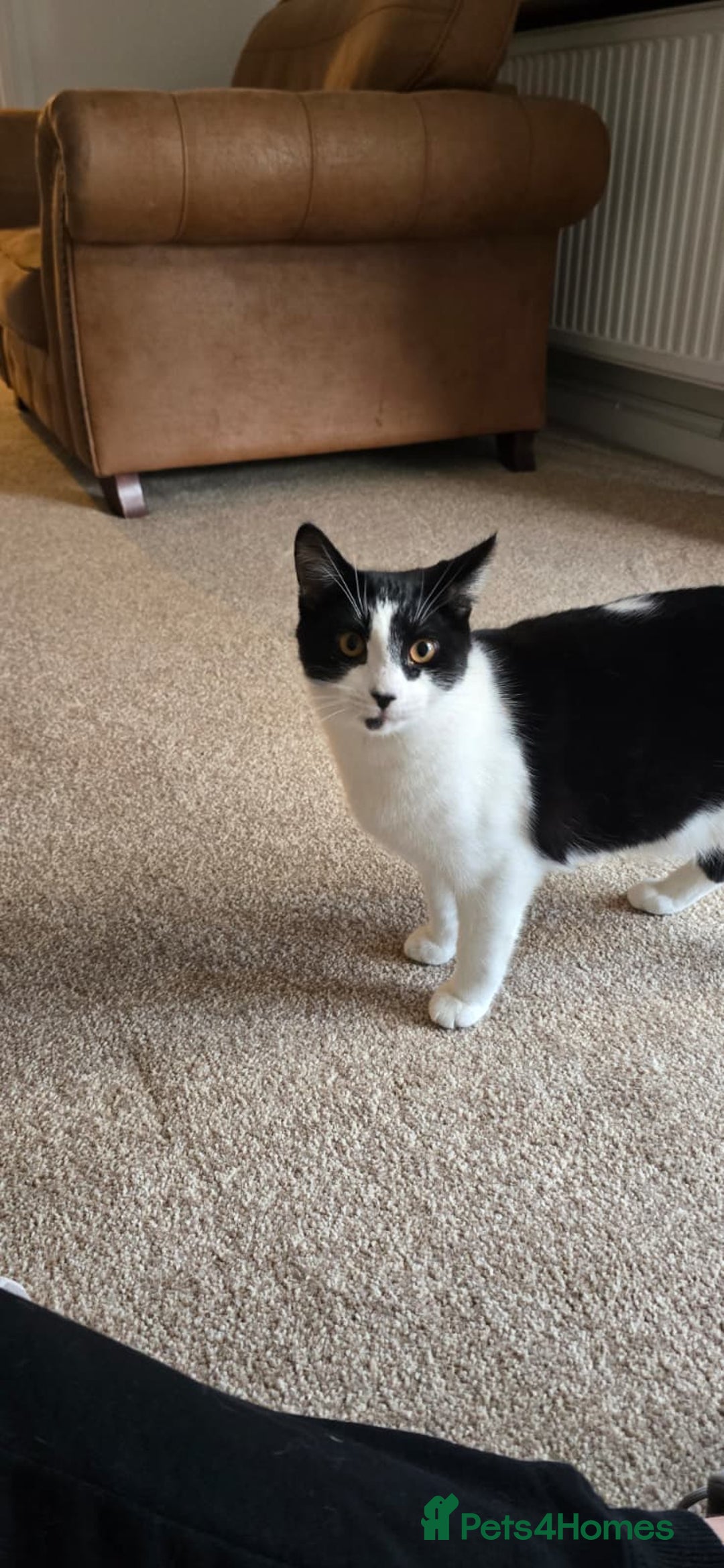Domestic Shorthair cats for sale: Loving Home Wanted for Suzie and Spot Together - Advert 9
