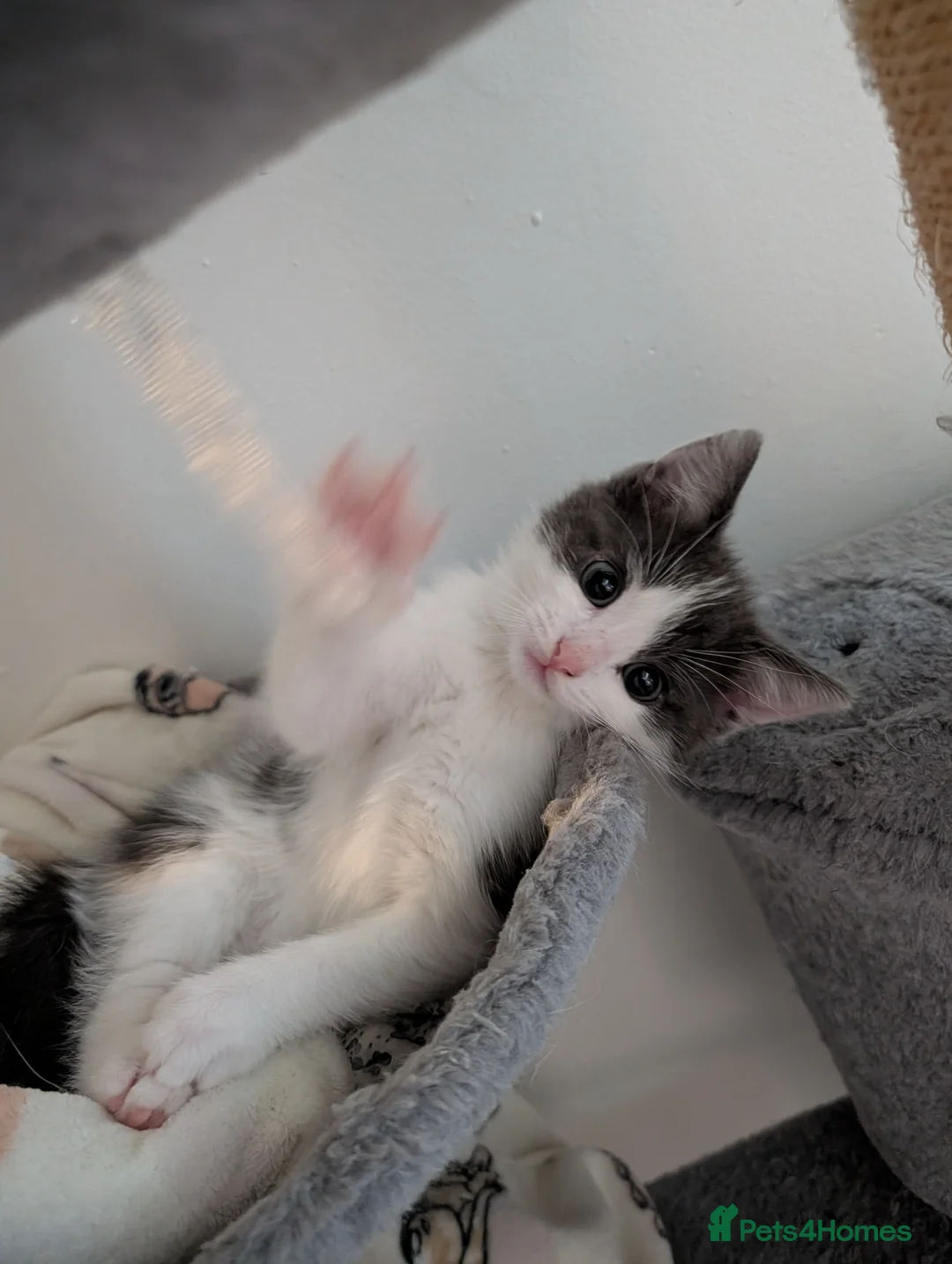 Mixed Breed cats for sale: Ragdoll cross with Tabby  - Advert 2