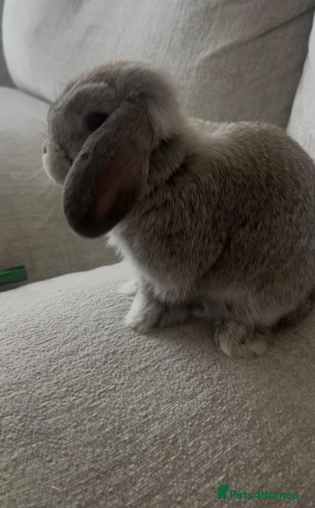 Mini Lop rabbits for sale: Mini Lop Girl - free to a good home, 4 months old in Wigan - Advert 2