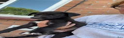 Lurcher dogs for sale: Lurcher puppies  in Newport - Advert 2