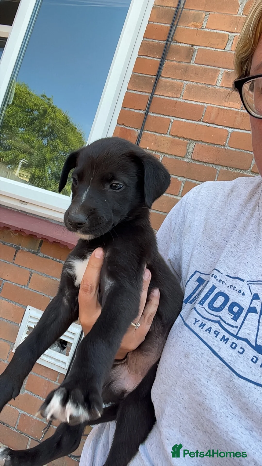 Lurcher dogs for sale: Lurcher puppies  in Newport - Advert 2