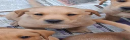 Labrador Retriever dogs for sale: KC Reg Labrador Pups - Advert 6