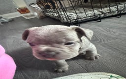 French Bulldog dogs for sale: Beautiful French bulldogs seek homes - Image 3