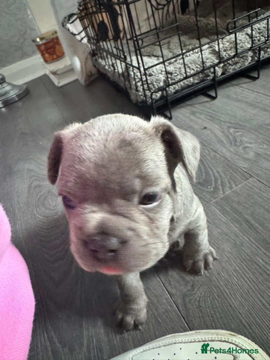 French Bulldog dogs for sale: Beautiful French bulldogs seek homes - Image 3