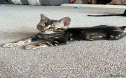 Bengal cats for sale: 🐾 TICA REGISTERED, READY TO LEAVE  😍😍 - Image 13