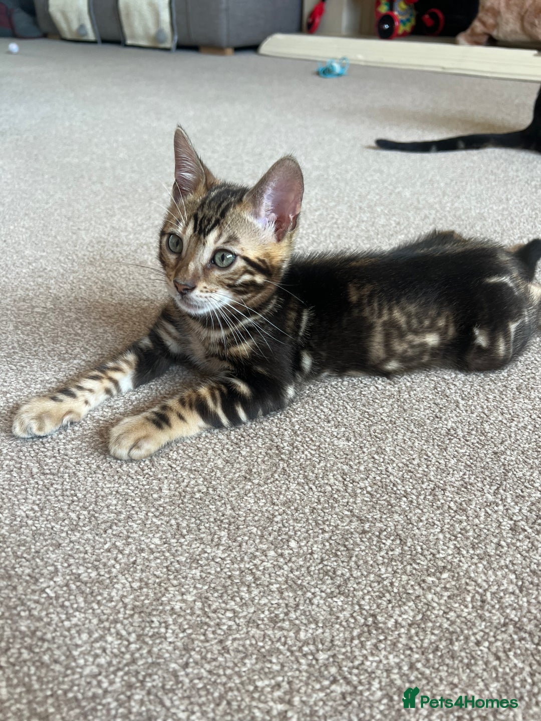 Bengal cats for sale: 🐾 TICA REGISTERED, READY TO LEAVE  😍😍 - Image 13