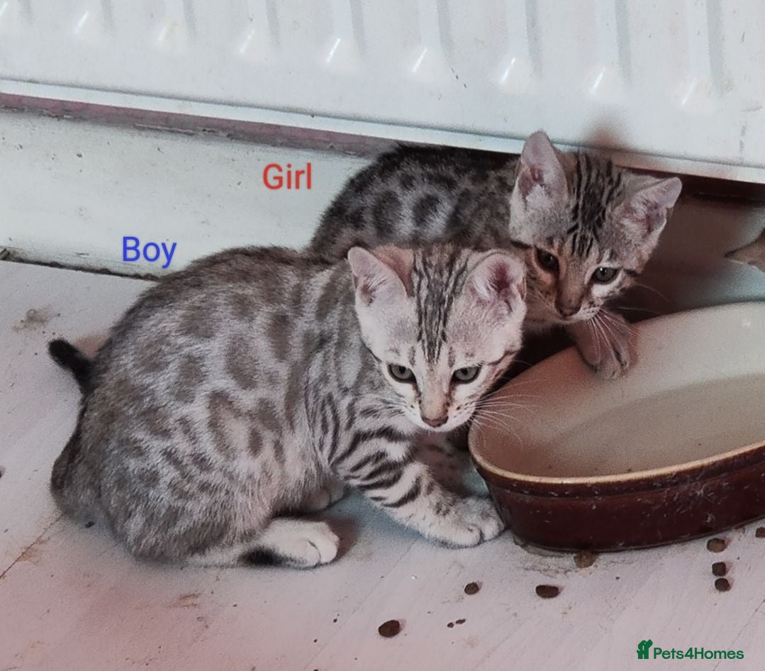 Bengal cats Silver Rosetted Bengal Kittens  - Advert 1