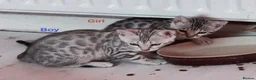 Bengal cats for sale: Silver Rosetted Bengal Kittens  in Bootle - Advert 1