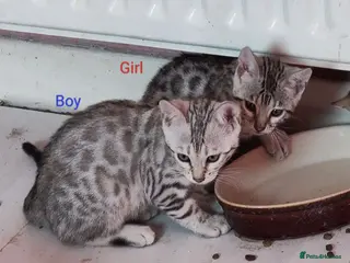 Bengal cats ⭐ Genetic Health Tested Silver Bengal Kittens - Advert 1