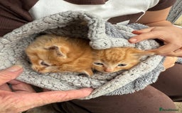 Mixed Breed cats for sale: 1 rare ginger female 3 ginger toms 1 female tabby  - Image 6